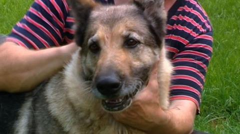 02.06.2016 | Pies blokował ruch na drodze, by ochronić potrąconego yorka 