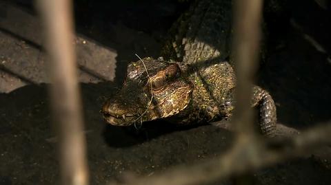 04.10.2020 | Aligator złapany nad Odrą. "Myślałem, że to zabawka"