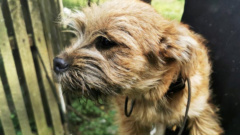 Pies czuwał przez trzy dni przy 78-latku, który zasłabł w polu w Jamnicach
