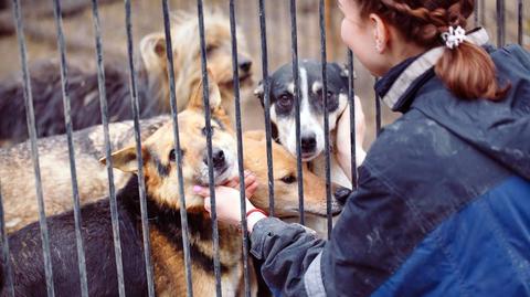 03.05.2020 | Duże zainteresowanie adopcją zwierząt ze schronisk