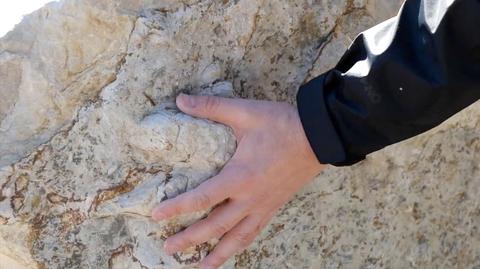 15.12.2021 | Naukowcy odkryli pod Radomiem doskonale zachowane ślady dinozaurów