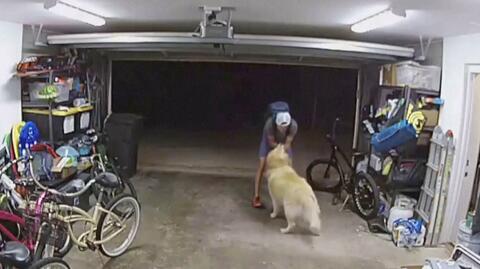 Włamał się do garażu, ale zanim ukradł rower, pobawił się z psem. Złodzieja zarejestrowała kamera