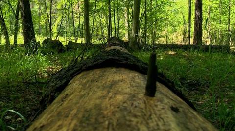 16.06.2016 | KE wszczyna postępowanie ws. Puszczy Białowieskiej. Bruksela zaniepokojona wycinką