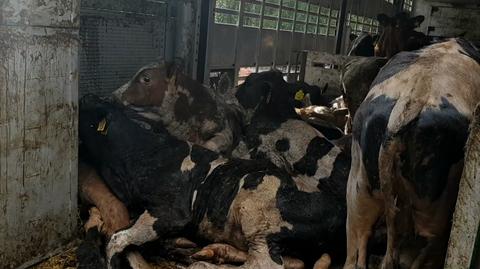 27.07.2019 | "Przerażające" warunki transportu krów. "Znaleziono trzy martwe zwierzęta"