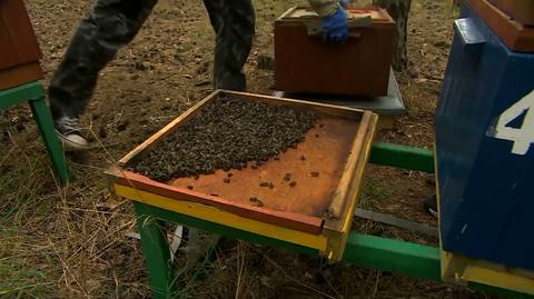 Wytruto prawie pół miliona pszczół. Jeden ze sprawców w rękach policji