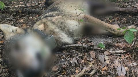 17.09.2019 | Nadajnik przesłał sygnał alarmowy. Wilk Miko został brutalnie zabity