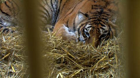 01.11.2019 | Tygrysy zdrowieją. Dostały nowe imiona, bezpiecznie odpoczywają w zoo