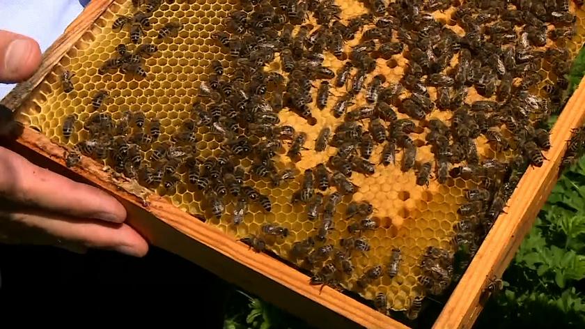 Protest w obronie pszczół. "Połowa żywności powstaje przy ich pomocy"