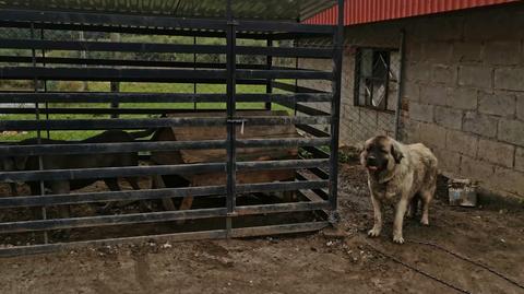Somonino, Kaszuby: prawie 80 psów uratowanych z pseudohodowli