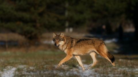 13.01.2021 | Wilki na ulicach Białowieży. "Przychodzą jak do siebie"