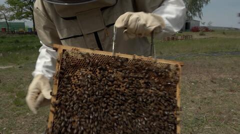 Pszczołom zagraża zanieczyszczenie środowiska