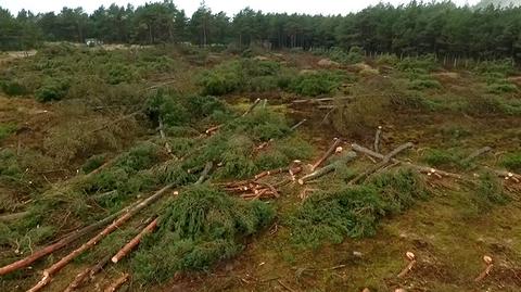 02.03.2017 | Wycięto cztery hektary chronionego lasu. Burmistrz: hordy Hunów