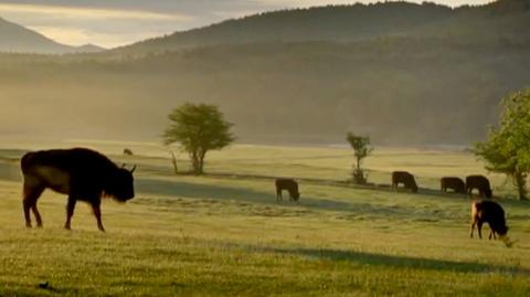 26.06.2016 | Puszcza Białowieska w obiektywie światowych filmowców. Cztery lata pracy i urzekające zdjęcia