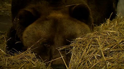 "Nasza Gienia śpi". Czy zwierzęta zapadają w zimowy sen w zoo?