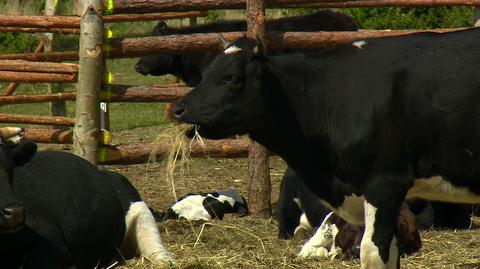 28.05.2019 | Trwa walka o życie półdzikiego stada. "Nie ma uzasadnienia żeby te krowy zabić"