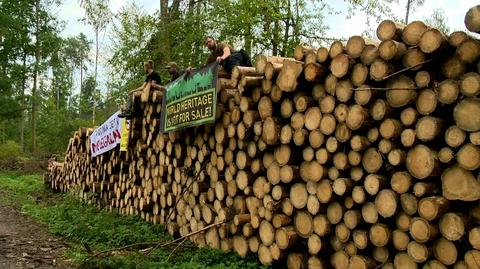 Waży się przyszłość Puszczy. Unijny Trybunał może zasądzić kary