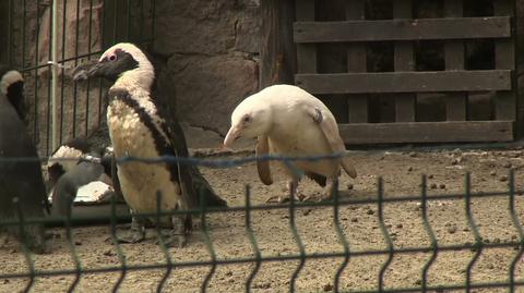 W gdańskim zoo wykluło się rzadkie białe pisklę pingwina