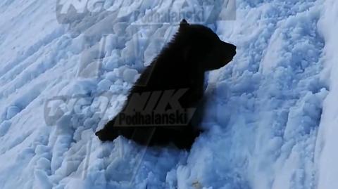 Roczny niedźwiadek na tatrzańskim szlaku. Reakcja TPN