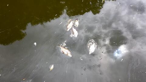 Śnięte ryby w Kanale Gliwickim i Kędzierzyńskim. Rosną obawy przed powtórką katastrofy na Odrze