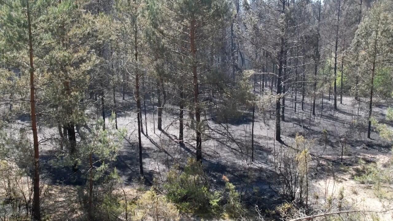 Wysokie zagrożenie pożarowe w Polsce. "Mamy w tej chwili miejsca, gdzie w maju nie spadła kropla wody"