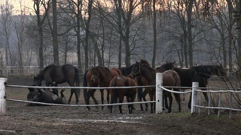 Pokaz koni arabskich przeniesiony do Warszawy. "To nóż wbity między żebra"
