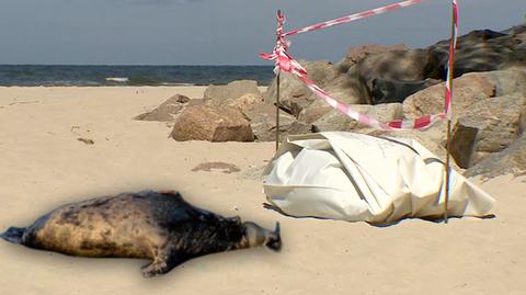 03.06.2017 | Coraz więcej martwych fok na bałtyckich plażach