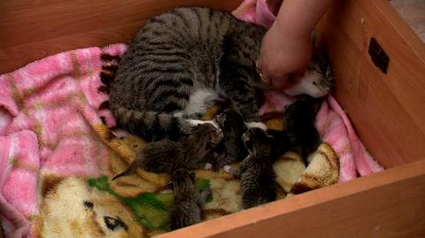 05.05.2019 | Kobieta wyrzuciła kotkę na bruk w chwili, gdy zwierzę zaczęło rodzić