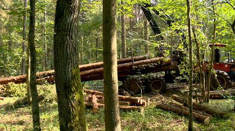 Unijny Trybunał: wycinka Puszczy złamaniem prawa. "Rząd PiS ośmieszył się"