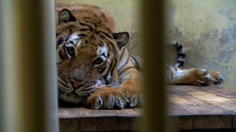 06.11.2019 | Transport tygrysów. Nagroda dla weterynarza i kłopoty zoo w Poznaniu