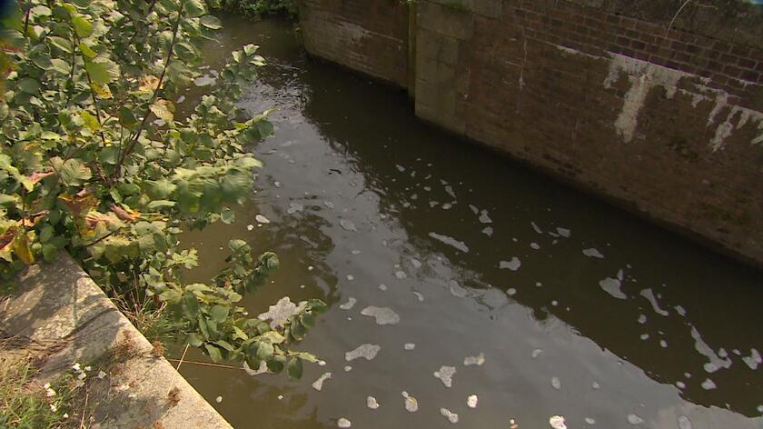 Śnięte ryby w Kanale Gliwickim. "Nadal mierzymy się ze złotą algą"