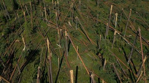 29.07.2021 | Trąba powietrzna przeszła przez Bory Tucholskie. "Około 1200 hektarów lasu ucierpiało"