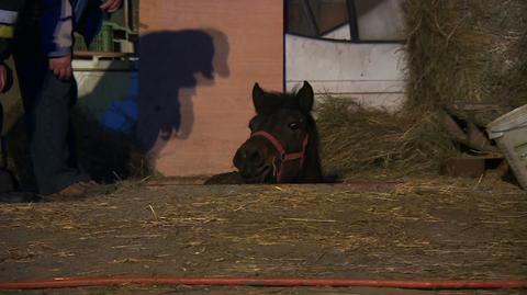 Dwa konie w kanale samochodowym. Nietypowa akcja strażaków