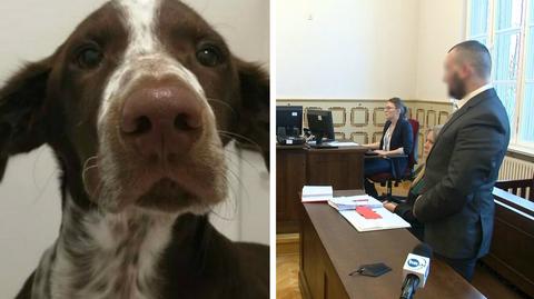 05.12.2018 | "Przewróciłem się po prostu". Ruszył proces za pobicie psa Fijo