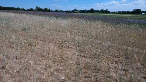 Wielkie straty rolników w związku z suszą. "Jest bardzo źle"