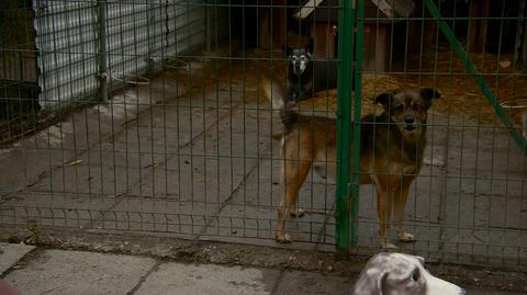 Jak przygotować zwierzęta na sylwestrową noc?