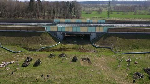 22.04.2021 | Łosie nie mogły przejść pod trasą S6. Do akcji ruszyli przyrodnicy