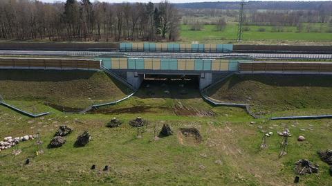 22.04.2021 | Łosie nie mogły przejść pod trasą S6. Do akcji ruszyli przyrodnicy