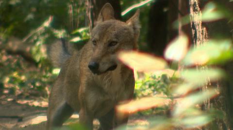 Mieszkańcy Mosiny narzekają na wilki. Burmistrz chce zamknąć zwierzęta w zoo