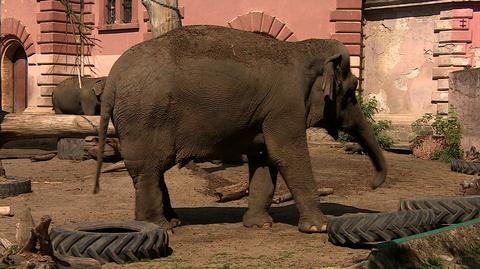 03.09.2019 | Dania wykupiła słonie z cyrków. Wejdzie w życie zakaz występów tych zwierząt