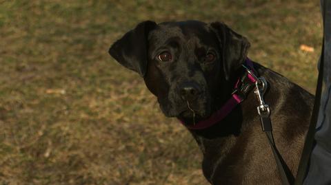 15.02.2022 | Suczka Maja zaginęła w Zakopanem, odnalazła się na drugim końcu Polski