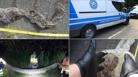 09.07.2018 | Pięciometrowa skóra węża znaleziona nad Wisłą. Służby szukają gada
