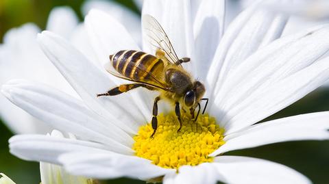 13.07.2018 | Resort rolnictwa zgodził się na użycie pestycydów szkodliwych dla pszczół