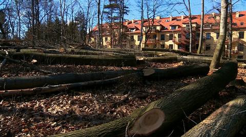 Obowiązek zgłoszenia, zakaz sprzedaży działki, kary administracyjne. To zakłada nowelizacja prawa do wycinki