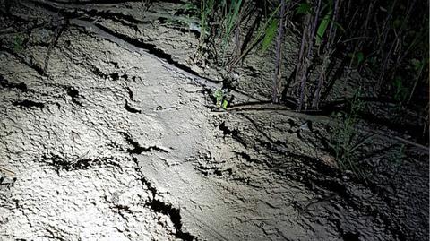 10.07.2018 | "Pies nie zdąży nawet zapiszczeć". Ostrzegają przed grasującym pytonem