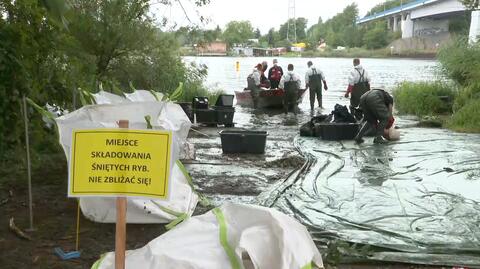 24.08.2022 | "Służby po prostu zaspały". Długa lista zarzutów w sprawie skażenia Odry