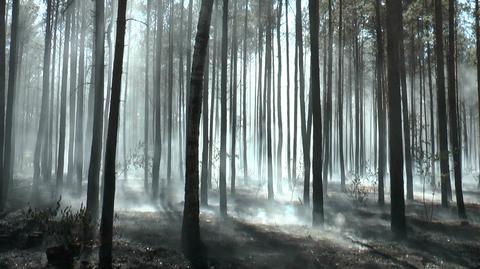 Wysokie zagrożenie pożarowe w polskich lasach