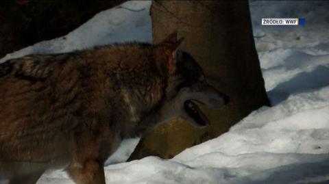 21.01.2016 | Ktoś zabił wilka w Wigierskim Parku Narodowym. Prawdopodobnie kłusownik