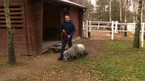 Najmniejszy koń świata mieszka w Łodzi