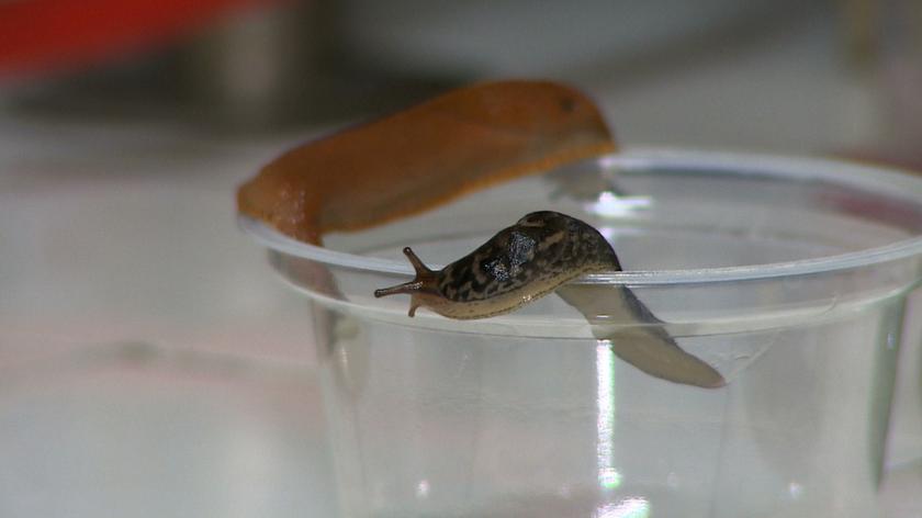 Odkrycie wrocławskich naukowców. Badali tajemnicę śluzu ślimaków bezmuszlowych