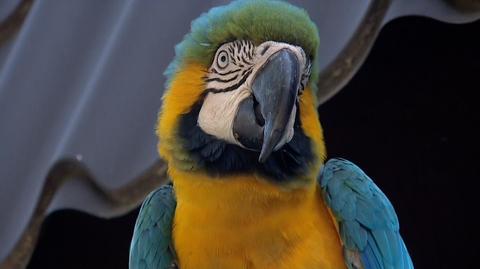 Policja ukarała mandatem właściciela papugi z Mosiny